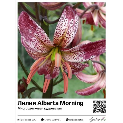 Лилия Alberta Morning (Многоцветковая кудреватая)