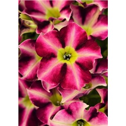 №1553 Петуния Crazytunia Star Fruit