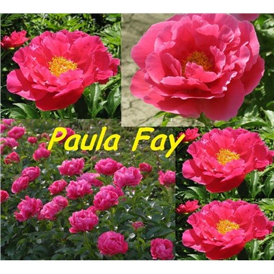 Пион PAULA FAY