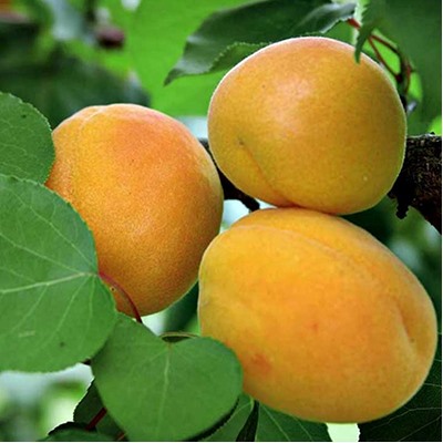 Абрикос Жигулевский сувенир подвой абрикос