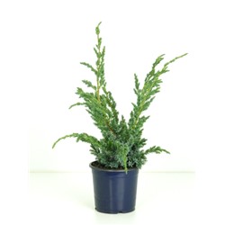 Можжевельник (Juniperus) чешуйчатый Мейери (KV) d15 h40-45