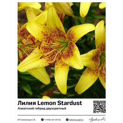 Лилия Lemon Stardust / Latvia (Азиатский двухцветный гибрид)