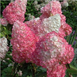 Гортензия (Hydrangea) метельчатая Ванилла Фрейз d14 h25-30