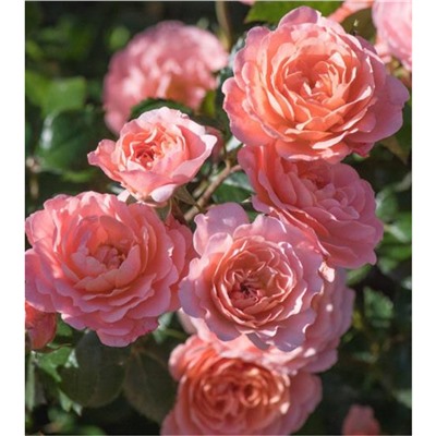 Роза Чантилли / Rose Chantilly (мини.)