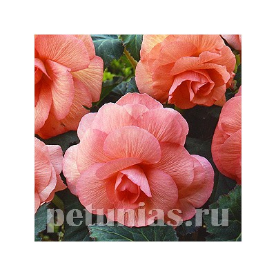 Бегония AmeriHybrid Roseform Peach - 5 шт