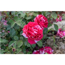 Роза Сентименталь (флориб. красн.белый.)
