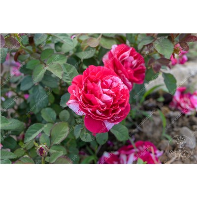 Роза Сентименталь (флориб. красн.белый.)