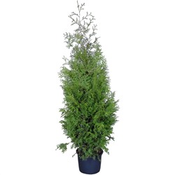 Туя (Thuja) западная Брабант (KV) d15 h55-60