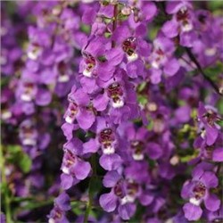 222 Ангелония узколистная SERENITA Purple (бедная орхидея)