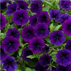 №1371 Петуния Littletunia Purple Blue