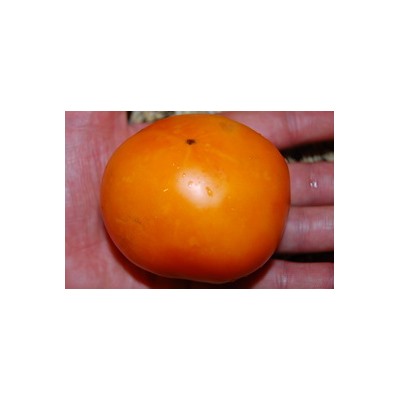 Туапсинский апельсин