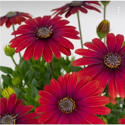 №1443 Остеоспермум Cape Daisy Zanzibar Red