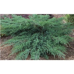 Можжевельник (Juniperus) виргинский Грей Оул (KV) d13 h20-25