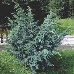 Можжевельник (Juniperus) китайский Блю Альпс (Н) d9 h50-65