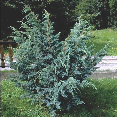 Можжевельник (Juniperus) китайский Блю Альпс 2л h20-30