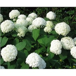 Гортензия (Hydrangea) древ. Аннабель d14 h25-30