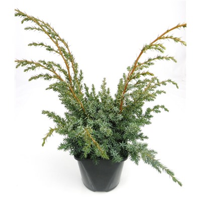 Можжевельник (Juniperus) китайский Блю Альпс (Н) d9 h50-65
