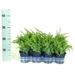 Можжевельник (Juniperus) китайский Блю Альпс (KV) d11 h20-25