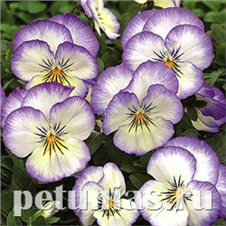 Виола Penny Purple Picotee - 5 шт
