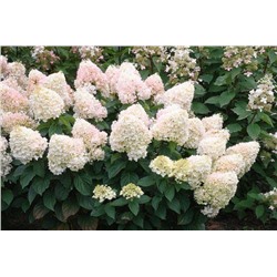 Гортензия (Hydrangea) метел. Мэджикал Свит Саммер d12 h30