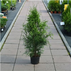 Туя (Thuja) западная Брабант 3л h65-80