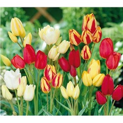 Тюльпан Многоцветковые, смесь сортов (8 шт)