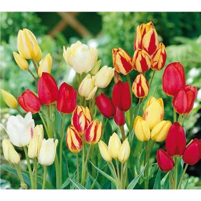 Тюльпан Многоцветковые, смесь сортов (8 шт)