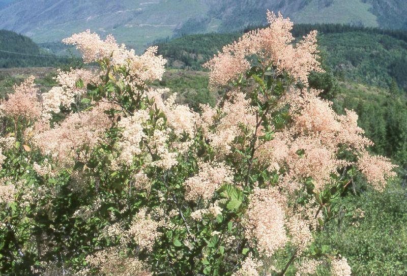 Какие кустарники цветут в июне