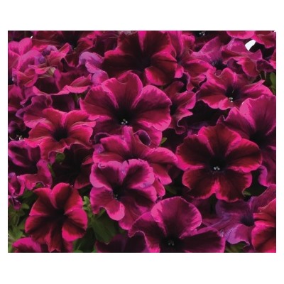 №56 Петуния Crazytunia Cosmic Purple