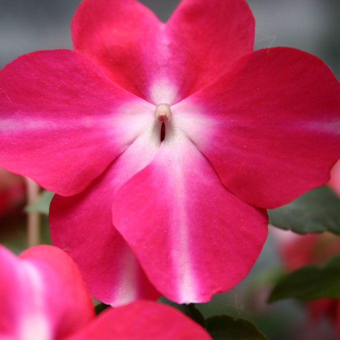 Бальзамин burgundy rose фото