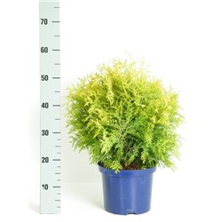 Туя (Thuja) западная Голден Глоб (KV) d23 h45-50