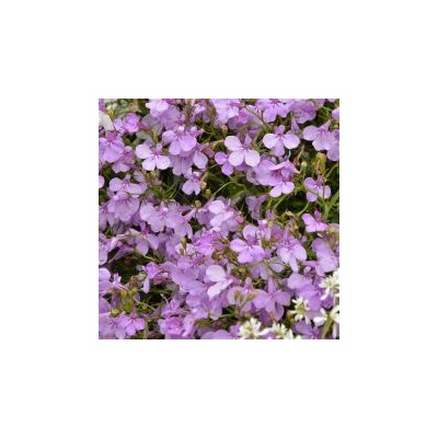 Ампельная лобелия Regatta Lilac - 10 мдр