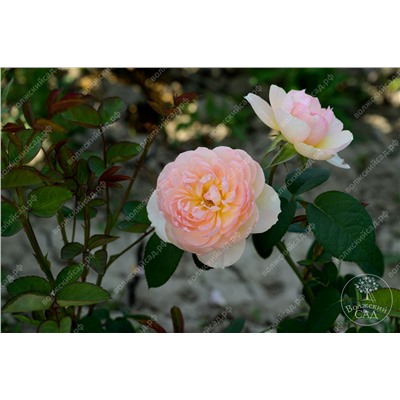 Роза Дездемона (шраб, англ.белый розов)