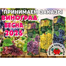 Сбор на весну ВИНОГРАД саженцы от Золотой Сотки Алтая 265руб к оплате!