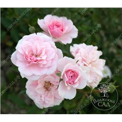 Роза Боника 82 (шраб, розов)