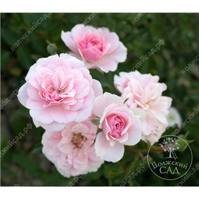 Роза Боника 82 (шраб, розов)