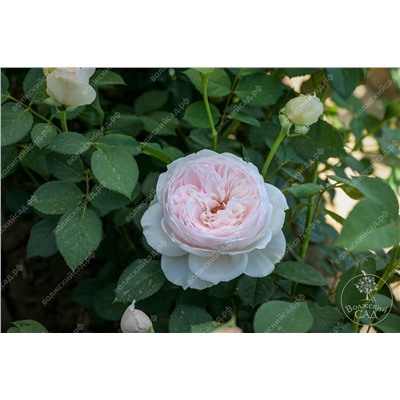 Роза Принцесса Лиана (флориб, розов)