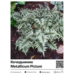 Кочедыжник Metallicum Pictum