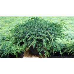 Можжевельник (Juniperus) чешуйчатый Блю Компакт d9