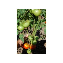 Красный помидор бабушки Кантрелл