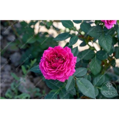 Роза Домен де Сен Жан дэ Борегард (флориб. розов.)