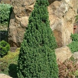 Ель (Picea) канадская Десембер d9 h20-30