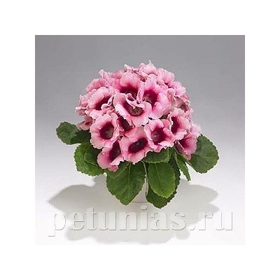 Глоксиния Empress Pink Bicolor - 5 шт