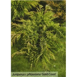 Можжевельник (Juniperus) средний Голд Коуст (KV) d17 h30-35