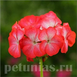 Пеларгония Divas Red Picotee - 3 шт