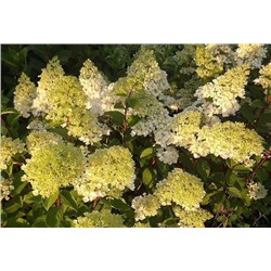 Гортензия (Hydrangea) метельчатая Канделайт d14 h50-60