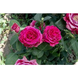 Роза Европа (флориб, розов)