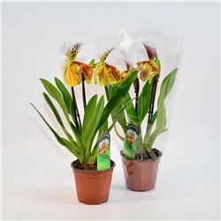 Орхидея Пафиопедилум Америка d12 h30 6шт