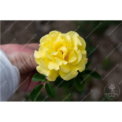 Роза Казино (плет, желтая)
