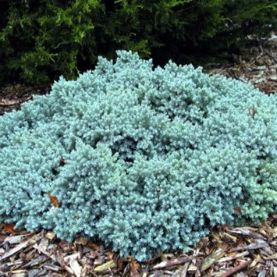 Можжевельник (Juniperus) чешуйчатый Блю Стар d19